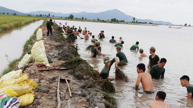 Người dân cùng lực lượng bộ đội, dân quân bảo vệ đê bao và thu hoạch lúa bị thiệt hại do lũ