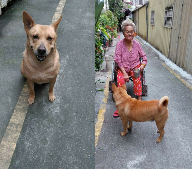 “Chúng tôi vô cùng cảm động trước tình cảm của nó dành cho gia đình” – cô Xiang chia sẻ. “Chúng tôi vô cùng cảm động trước tình cảm của nó dành cho gia đình” – cô Xiang chia sẻ.