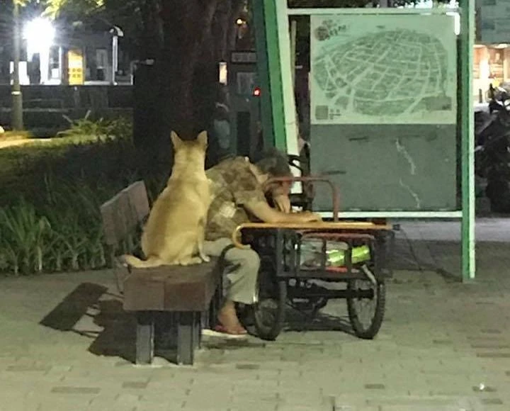 “Chú chó không bỏ rơi bà để đi chơi mà chăm chú ngồi cạnh. Lòng trung thành của nó thật đáng quý”.