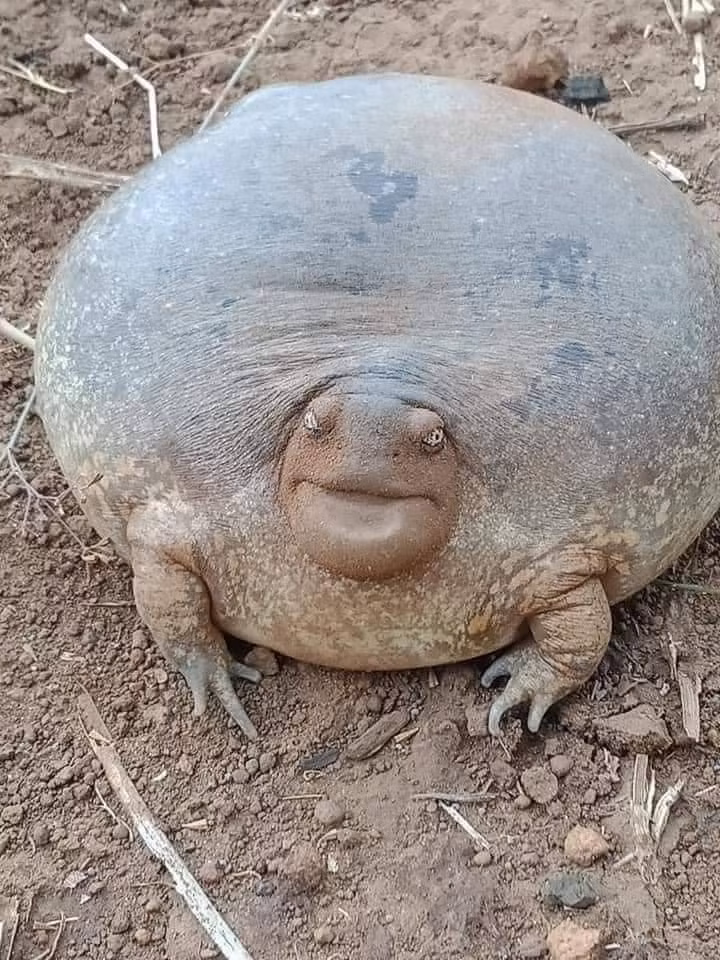 Báo chí Pháp rất quan tâm tới sự kiện.