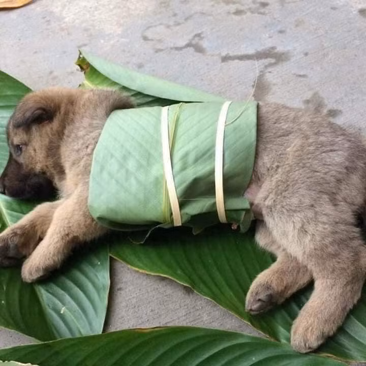 Đang làm bánh tết thì hết thịt các bạn ạ!