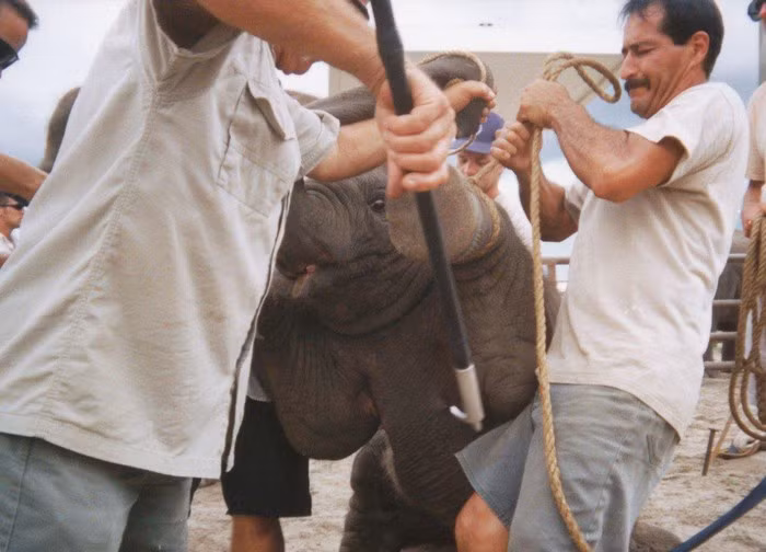 Trói chân, giật điện và các bước biến voi con thành nghệ sĩ xiếc ảnh 7