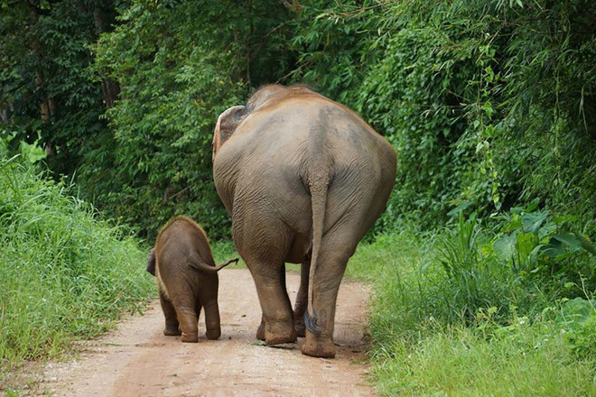 Trói chân, giật điện và các bước biến voi con thành nghệ sĩ xiếc