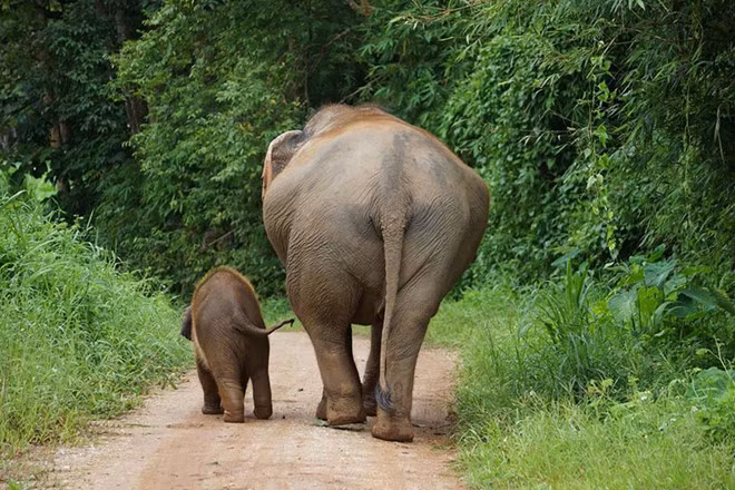 Trói chân, giật điện và các bước biến voi con thành nghệ sĩ xiếc