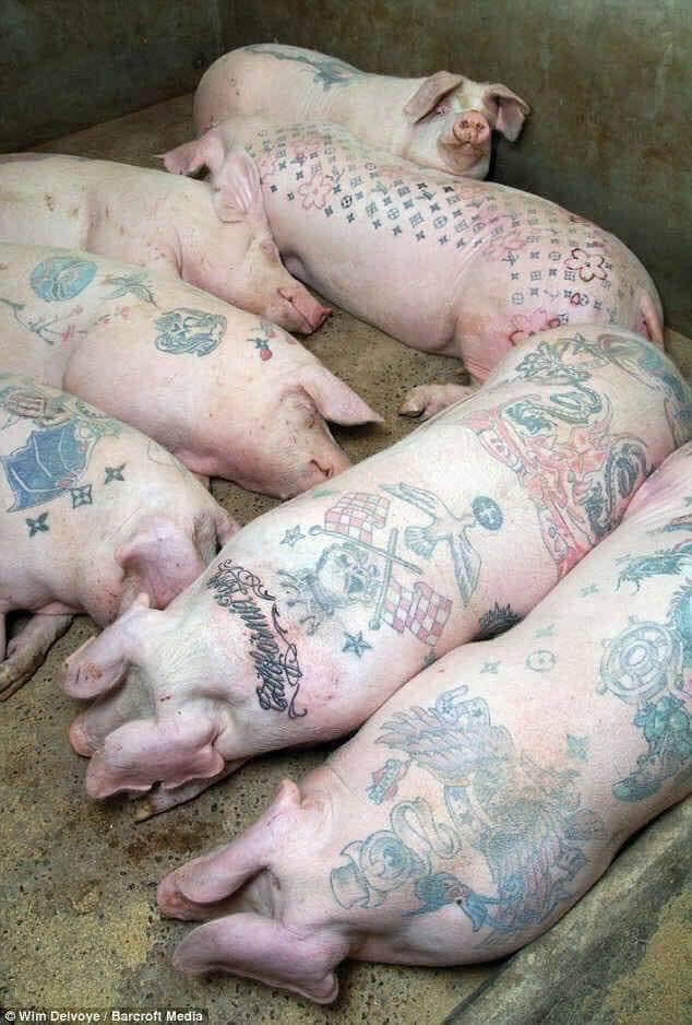 Sao phải lo thiếu mẫu. Sao phải lo thiếu mẫu.