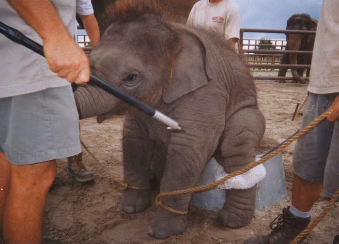 Trói chân, giật điện và các bước biến voi con thành nghệ sĩ xiếc ảnh 8