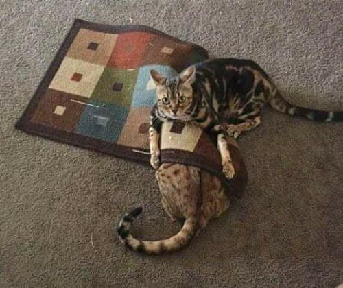 Giết mèo diệt khẩu.