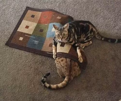 Giết mèo diệt khẩu.