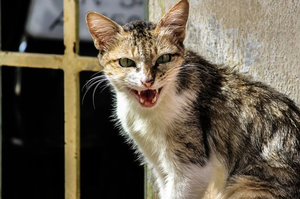 Hôn hay chạm vào mèo đều có thể mắc căn bệnh nguy hiểm này