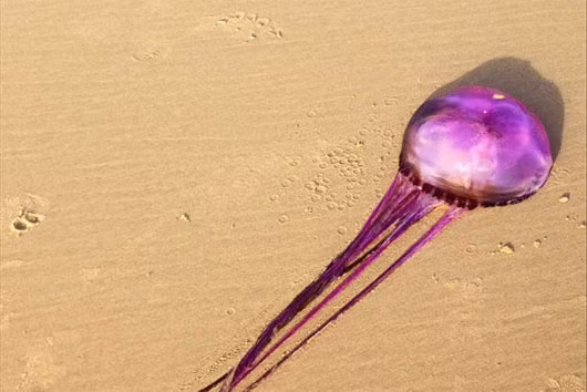 Sứa màu tía trên bãi biển Coolum, bang Queensland