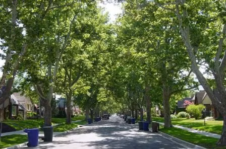 Cây cũng như người 