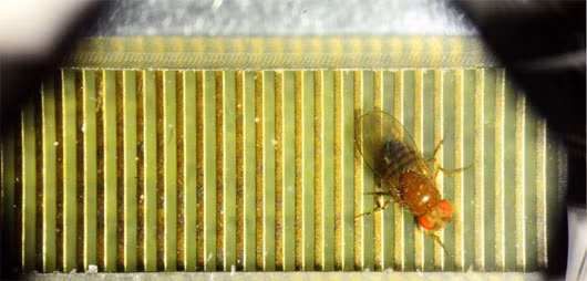 Ruồi giấm cũng biết “suy nghĩ” trước khi hành động