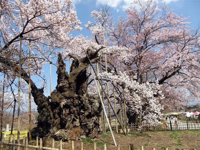 Chiêm ngưỡng báu vật quốc gia của xứ sở mặt trời mọc: Cây hoa anh đào khổng lồ đẹp nhất thế giới, thọ nhất thế giới với tuổi đời 1800 năm - Ảnh 3.