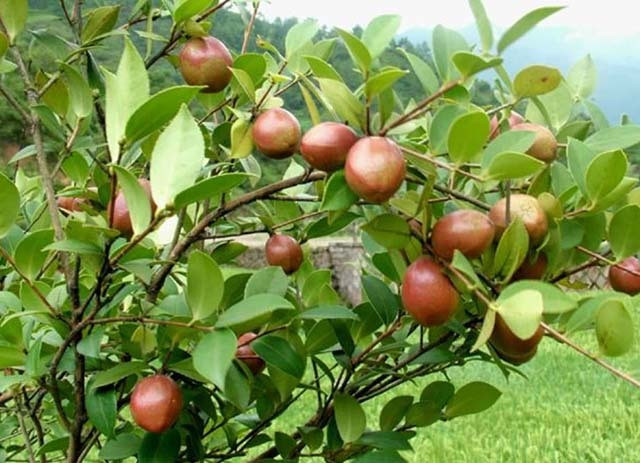 Loại quả được ví như  Loại quả được ví như