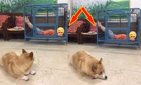 Cún cưng tủi thân vì hành động của cậu chủ