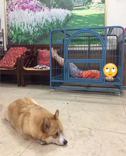 Cún cưng tủi thân vì hành động của cậu chủ ảnh 2 Cún cưng bất lực khi bị cậu bé chiếm dụng căn nhà mới.