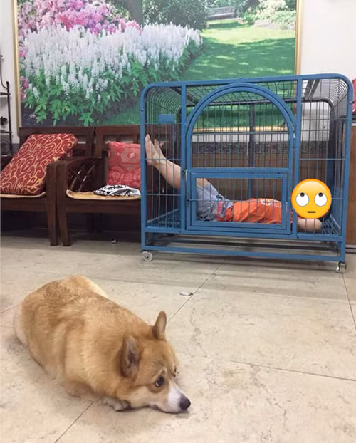 Cún cưng bất lực khi bị cậu bé chiếm dụng căn nhà mới.