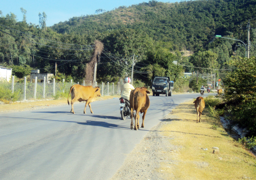 Những đàn bò thế này thường xuyên xuất hiện trên tỉnh lộ 3. Những đàn bò thế này thường xuyên xuất hiện trên tỉnh lộ 3.