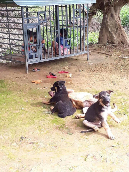 Cún cưng tủi thân vì hành động của cậu chủ ảnh 4 Ba cún cưng cũng phải ra đường vì bị chiếm nhà.