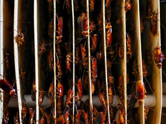 Mục sở thị trang trại nuôi hàng triệu con gián làm mồi nhậu ảnh 5 Chú thích ảnh