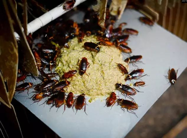 Mục sở thị trang trại nuôi hàng triệu con gián làm mồi nhậu ảnh 2 Chú thích ảnh