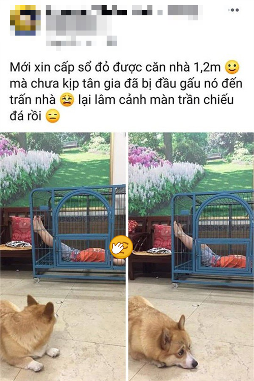 Cún cưng tủi thân vì hành động của cậu chủ ảnh 1 Chia sẻ khiến nhiều người thích thú.