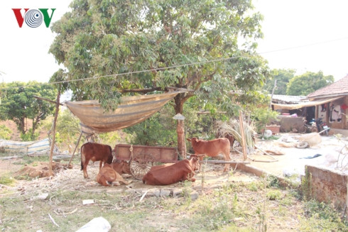 son la nang nong ky luc, cuoc song cua nguoi dan bi dao lon hinh 13