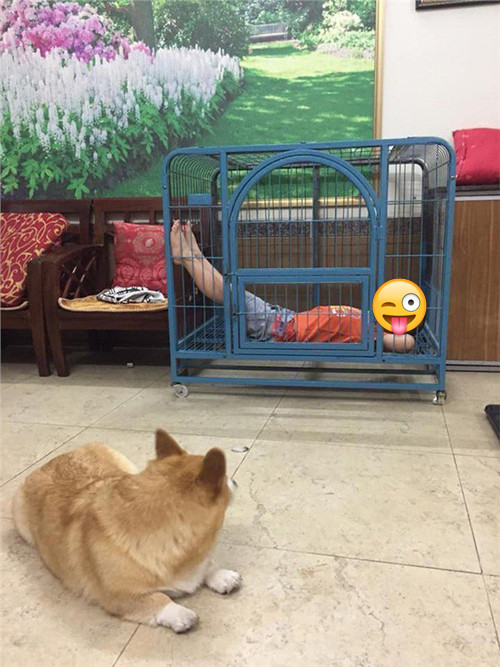 Cún cưng tủi thân vì hành động của cậu chủ ảnh 3 Thi thoảng quay lại nhìn với vẻ mặt cam chịu.