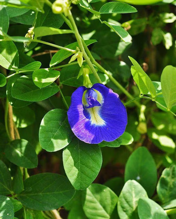 7 loai cay “xin” nhu dieu hoa, giup nha mat lim du troi nong do lua - 1