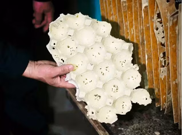 Mục sở thị trang trại nuôi hàng triệu con gián làm mồi nhậu ảnh 7 Chú thích ảnh