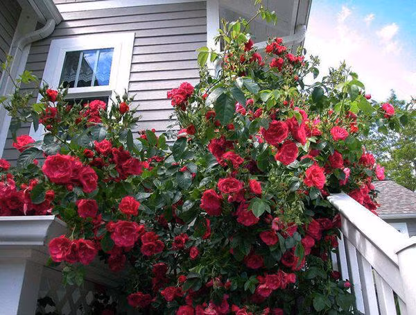 7 loại cây có thể thay thế điều hòa, giúp nhà mát lịm dù trời nóng đổ lửa