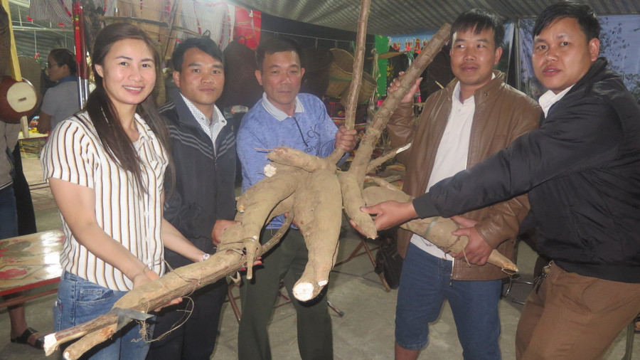 Gốc sắn nặng 35kg, được đồng bào Thái ở xã Nặm Lịch mang đến trong hội thi nông sản