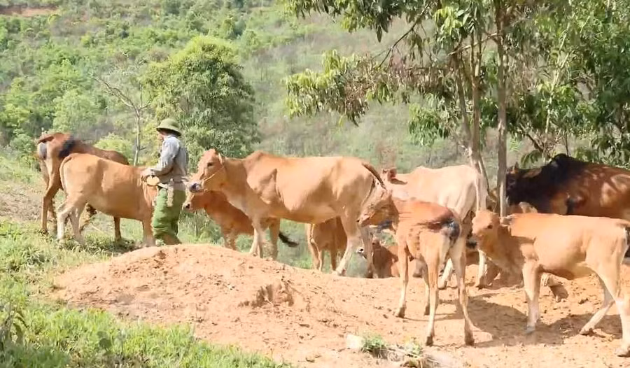 Ông Vừ A Khua đang chăm sóc đàn bò của gia đình mình.