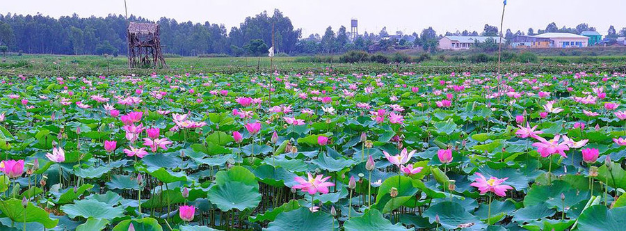 Sen sẽ là hình ảnh chủ đạo của tỉnh Đồng Tháp trong tour du lịch “Một hành trình ba điểm đến” (ảnh internet) Sen sẽ là hình ảnh chủ đạo của tỉnh Đồng Tháp trong tour du lịch “Một hành trình ba điểm đến” (ảnh internet)
