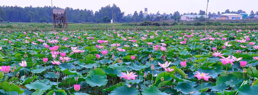 Sen sẽ là hình ảnh chủ đạo của tỉnh Đồng Tháp trong tour du lịch “Một hành trình ba điểm đến” (ảnh internet)