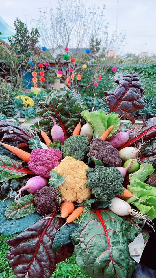 Kết hợp nhiều loại súp lơ màu và các loại củ trong vườn.