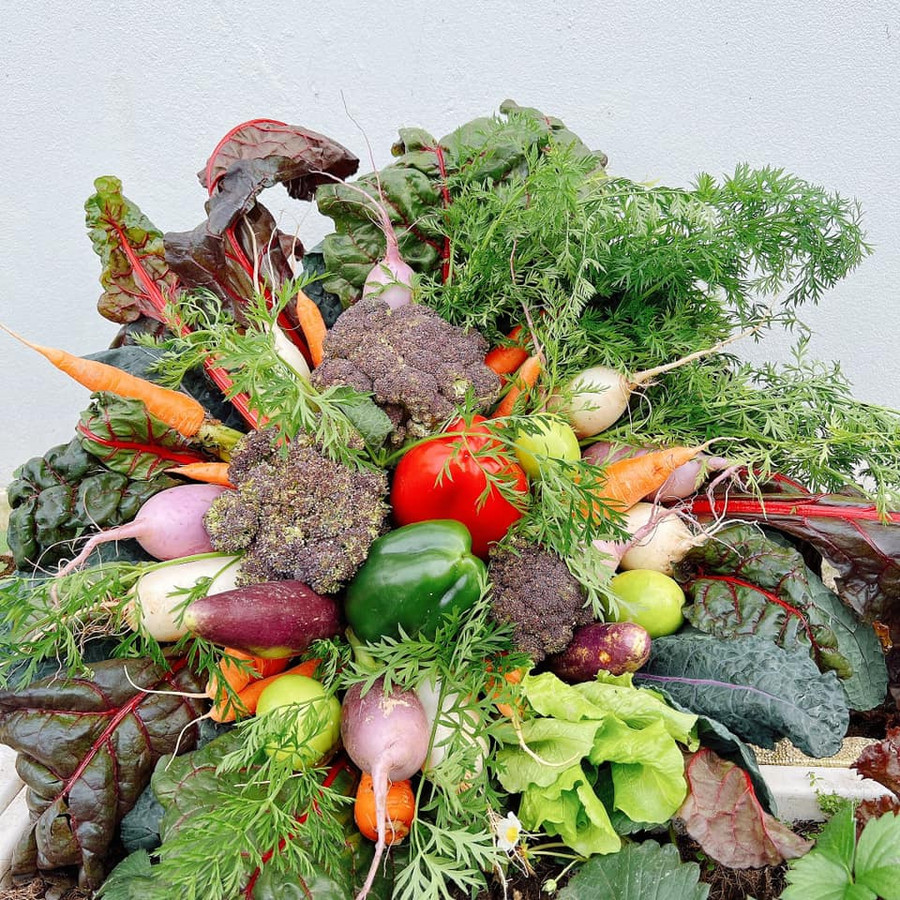 Bó rau củ từ súp lơ tím, củ cải Hàn, cà rốt, ớt chuông, lá cải cầu vồng, kale.