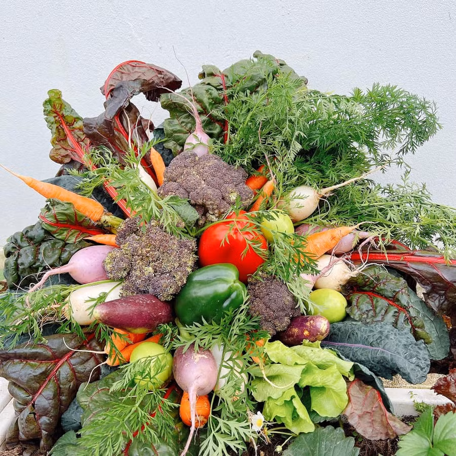 Bó rau củ từ súp lơ tím, củ cải Hàn, cà rốt, ớt chuông, lá cải cầu vồng, kale.