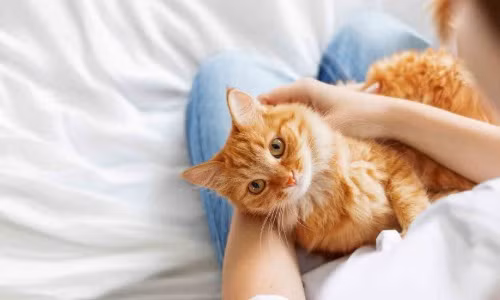 10 lợi ích bất ngờ khi nuôi chó mèo