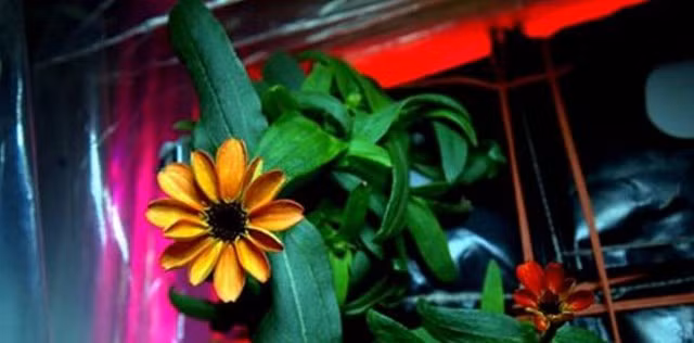 Lần đầu tiên trong lịch sử hoa nở trên Trạm Vũ trụ quốc tế - Hình 1