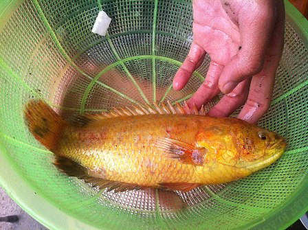 Cá rô đồng “khủng” giá 10 triệu đồng ảnh 1 Cá rô đồng khủng giá 10 triệu đồng - Hình 1