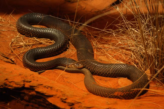Rắn độc Mulga là loài rắn độc trên cạn lớn nhất ở Úc. Ảnh: Internet