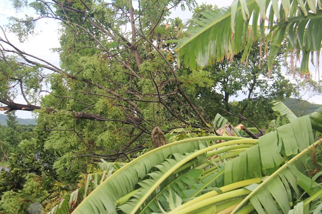 Cây cối bị ngã đổ