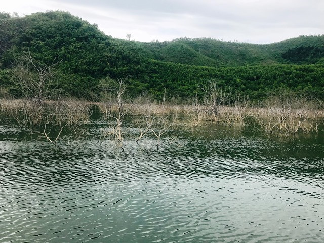 Lượng cây khô nằm trong lòng hồ chỉ có một số ít.