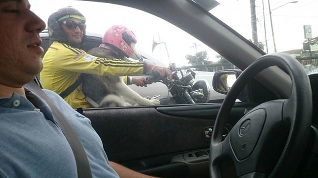 Không thể tin nổi những hình ảnh này lại xuất hiện trên phố - Hình 5