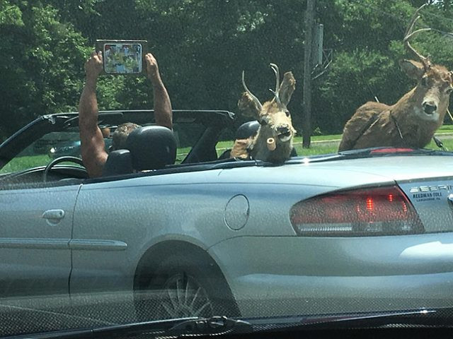 Không thể tin nổi những hình ảnh này lại xuất hiện trên phố - Hình 6