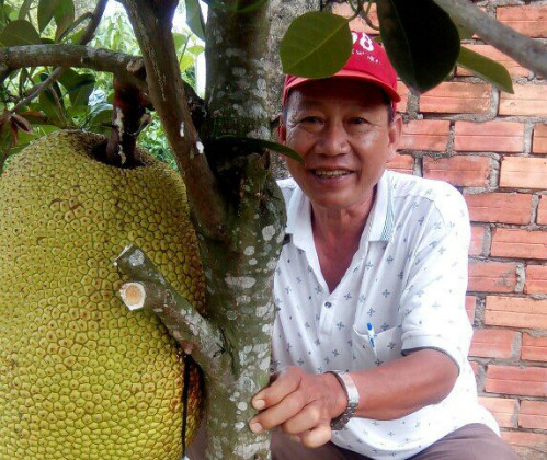 Hiện trong vườn ông Sơn có hơn 200 cây mít Thanh Sơn đang trong thời kỳ cho trái. Ảnh: NVCC