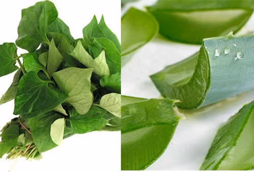 gia nat rau diep ca roi cho them thu nay, mun cung dau den dau cung het sach den do - 3