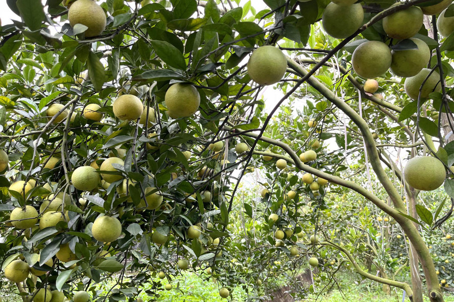 So với năm ngoái, sản lượng quả năm nay chỉ đạt khoảng một nửa. So với năm ngoái, sản lượng quả năm nay chỉ đạt khoảng một nửa.