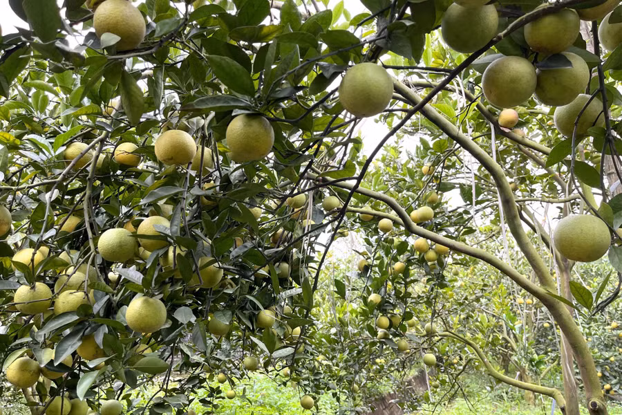 So với năm ngoái, sản lượng quả năm nay chỉ đạt khoảng một nửa.